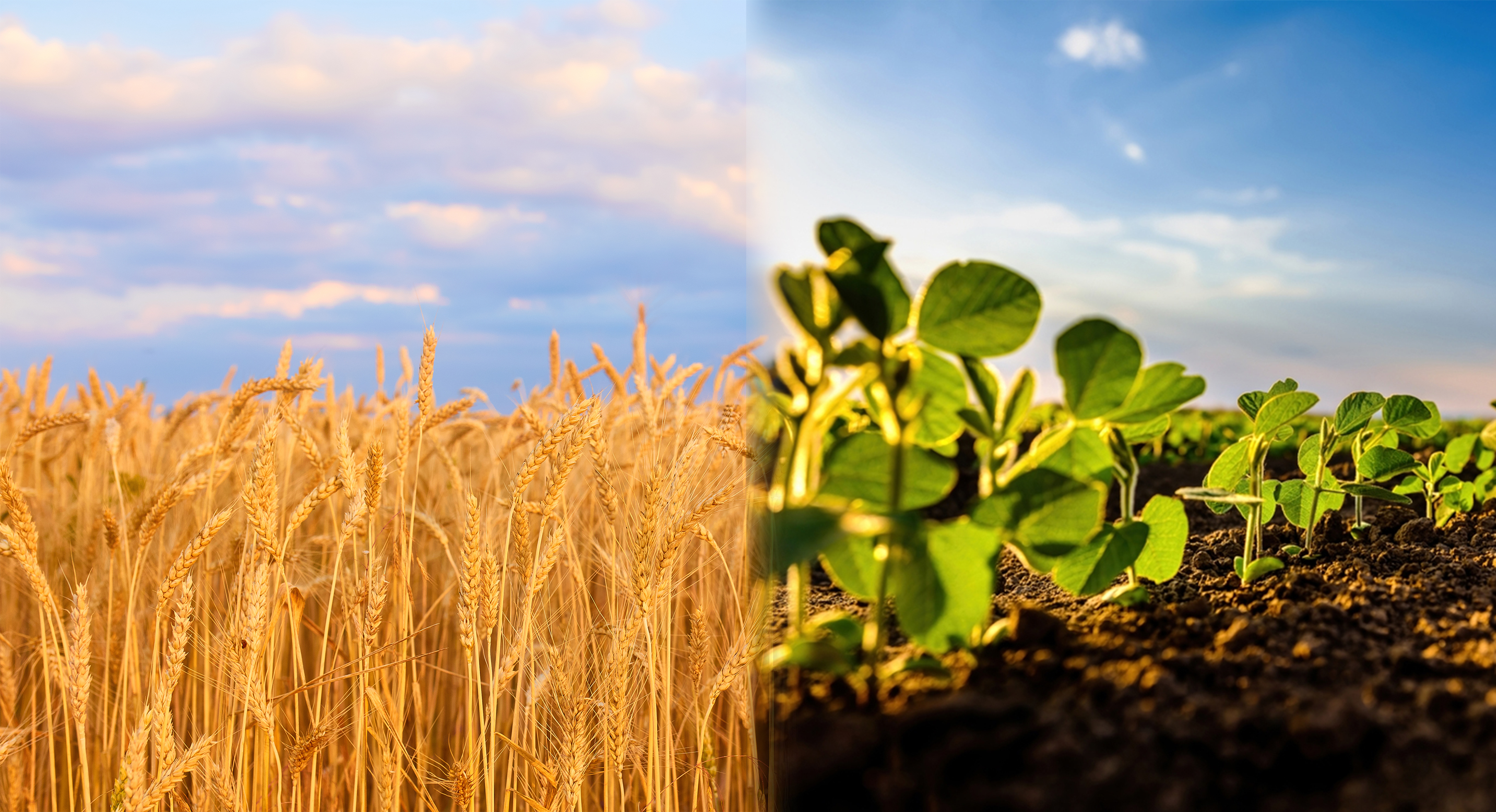 Yellow-colored leaves of cereal crops